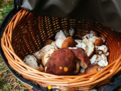 Zbierał "białe grzyby na łące". Jest w szpitalu, a jego żona nie żyje