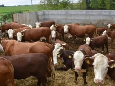 Byki znów drożeją o 1,50 zł. Jakie są ceny bydła w Polsce? [SONDA]