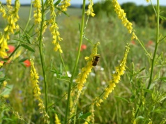 Nostrzyk na żylaki, obrzęki, zastój limfy, kruche naczynka