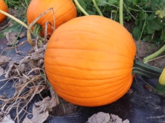 Rozsypuj pod dynią co 10 dni. Urośnie największa na świecie