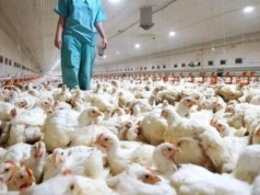 Kurczak dwukrotnie droższy na Kanarach niż w Hiszpanii