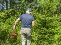 "Zbierał białe grzyby na łące". Tragiczny finał, senior stracił żonę