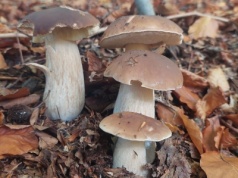 Trafili do szpitala po zjedzeniu grzybów, jedna osoba nie żyje [ Prasówka ]