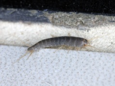 Połóż w łazience, a problem zniknie jak ręką odjął. Łazienkowe robale nie znoszą tego zapachu