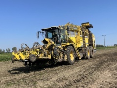 Cena usługi zbioru buraków 2025. Zobacz, ile kosztuje kopanie buraków cukrowych?