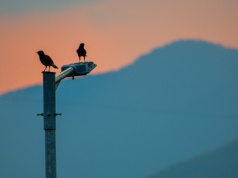 Ptaki coraz częściej cierpią na bezsenność. To wina wielkich metropolii