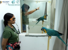 Nie tylko ludzie: ary szafirowe zdolne do naśladowania przez osobę trzecią