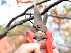 Kiedy przycinać drzewa owocowe? Jeśli przekroczysz termin, nie zaowocują