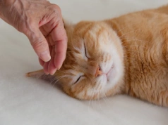 Mrucząca recepta na zawał serca. Sensacyjne wyniki 10-letnich badań