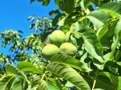 Czas na orzechy włoskie. Dlaczego warto je jeść?