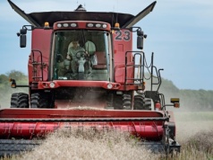 Ceny rzepaku w skupie 2025 – najnowsze stawki z 10 września