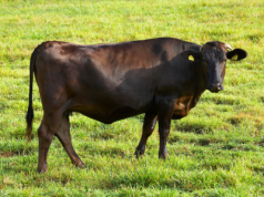 Jałówka warta fortunę doczeka się 30 szt. cieląt w ciągu roku!