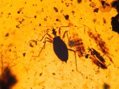 Owady sprzed 99 milionów lat zamknięte w bursztynie. Nowe odkrycie zmienia wiedzę o ewolucji