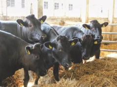 Bydło droższe niż luksusowe auta. Rekordowa cena za jałówkę