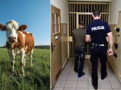 Nietypowa kradzież na Śląsku. Ukradli krowę z pastwiska i wpadli przez… odchody zwierzęcia