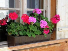 Śmiesznie łatwy nawóz do pelargonii. Kwitnienie do listopada gwarantowane