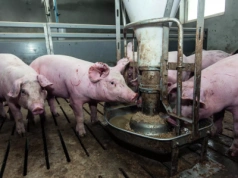 Tuczniki w dół. Jakie są ceny świń na początku września 2025? [SONDA]