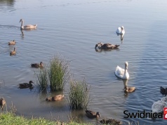 Za dokarmianie łabędzi chlebem można trafić przed sąd? Najpierw akcja informacyjna, potem konsekwencje