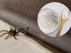 To prawdziwy pogromca pająków. Wystarczy rozsypać na parapecie