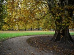 Naukowcy: drzewa gubią liście wcześniej niż zwykle