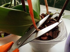 Wyciśnij kilka kropel i podlej. Storczyk zakwitnie po raz drugi