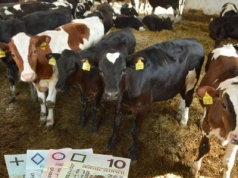 Ceny cieląt i odsadków znów wzrosły! Ile kosztują importowane, a ile krajowe?