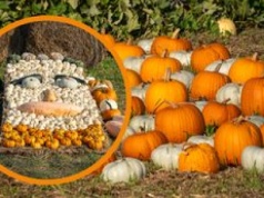 Magiczna kraina dyń w Wielkopolsce. Musisz to zobaczyć!