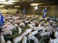 Czy nasz rynek zaleje hiszpańska wieprzowina, a ceny tuczników gwałtownie spadną?