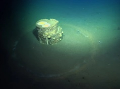 Mroczna tajemnica amerykańskiego wybrzeża. Po latach dostrzegli skalę problemu