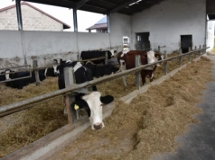 GUS: rolnicy coraz chętniej stawiają nowe obory i magazyny