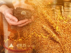 Matif: Ceny zbóż szorują po dnie. Lepszy czas dla rzepaku