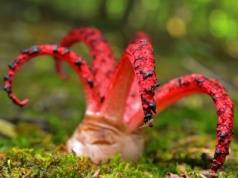 "Palce diabła" w polskich lasach! Oto najbardziej przerażający grzyb sezonu