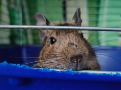 Zwierzęta na śmietniku w Piotrkowie Trybunalskim. Ktoś wyrzucił 2 koszatniczki