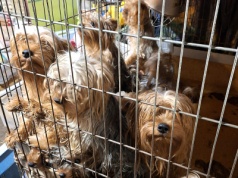 Kobieta w ciężkim stanie i ponad 80 yorków! Na posesji złe warunki i bałagan, są zarzuty