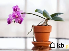 Jeden składnik z kosmetyczki, a storczyki odzyskają zdrowy wygląd. Stosuj co dwa tygodnie