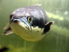 Samsungu, śmiejesz się z Apple, a wcale nie jesteś lepszy