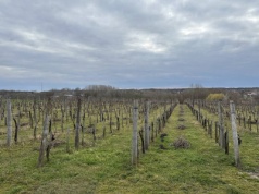 Winnice uczą nas, jak uprawiać przyszłość