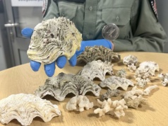 KAS udaremniła przemyt rafy koralowej i odzieży ze skóry pytona