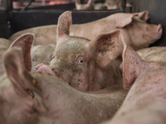 Masz mniej niż 50 świń? ARiMR zrefunduje poniesione koszty na bioasekurację