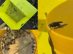 Naloty śmietki kapuścianej, próg szkodliwości przekroczony. Czym pryskać?