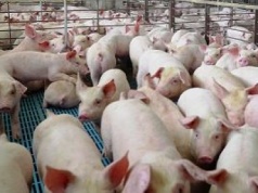 Świńskie cła Pekinu. Chiny na wieprzowinie mszczą się za unijne cła na elektryki