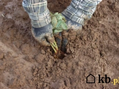 Ten jesienny trik daje słodsze truskawki. Plantatorzy trzymają ten sekret w tajemnicy