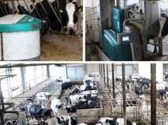 Innowacyjny Farmer 2025: Automatyzacja ważna zarówno w oborze, jak i w polu