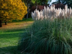 Stylowa roślina, która zapewni ci więcej prywatności w ogrodzie. Jak dbać o trawę pampasową?