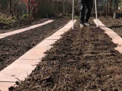 Rozrzuć na glebie. Szybko zregeneruje się po wyczerpującym sezonie