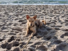 Zaginął piesek. Pomóżmy go odnaleźć!