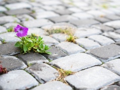 Jak pozbyć się chwastów w kostce brukowej? Pomoże w tym płyn, który każdy ma w domu