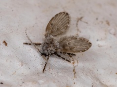 Te małe, włochate muszki wylatują z kanalizacji. Czy ćmianki są groźne? Sprawdź jak je zwalczyć