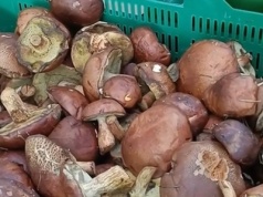 Pokazał grzyby na bazarku. Tym razem nie cena wywołała poruszenie