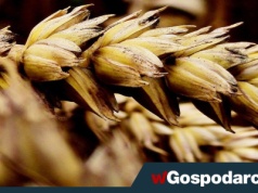 Groźny wirus zagraża naszemu zbożu